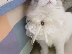 -欣宠猫屋·矮脚拿破仑·蓝金金渐层