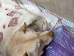 -北京观赏动物医院·24小时大型综合·猫专科·异宠专科