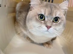 -猫大福·Fortune Cat猫舍(百子湾店)