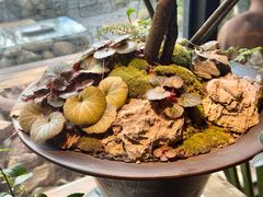 -自由生长植物工作室(深港花卉中心店)