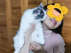 -momokira米努特·德文卷毛猫·棉花面纱犬