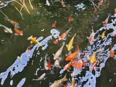 -南宫五洲植物乐园