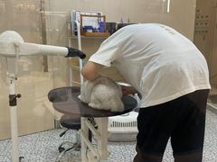 -momokira米努特·德文卷毛猫·棉花面纱犬