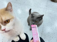 -喵园·猫主题咖啡厅·撸猫·猫咖(国贸店)