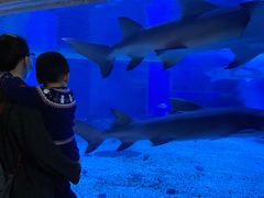 -成都浩海立方海洋公园