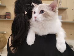 -飞行喵MR PILOT|猫舍·猫咖(静安大融城店)