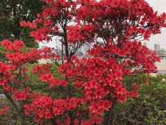 -上海市黄浦区卢湾第一中心小学