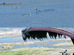-腾冲北海湿地
