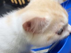 -安安宠医宠物医院·异宠·犬猫内科(岳阳分院)