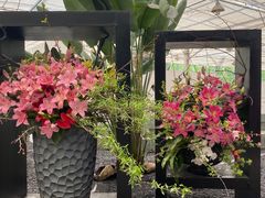 -上海鲜花港