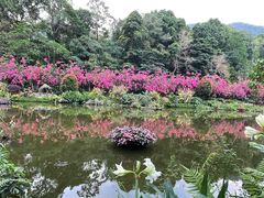 -深圳仙湖植物园