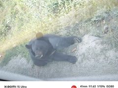 -黑瞎子岛探秘野熊园