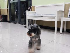 -瑞鹏宠物医院犬猫全科(真大分院)