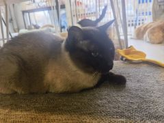 -平行世界·猫咖(首经贸店)