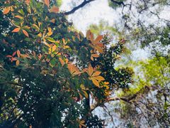 -梧桐山风景名胜区