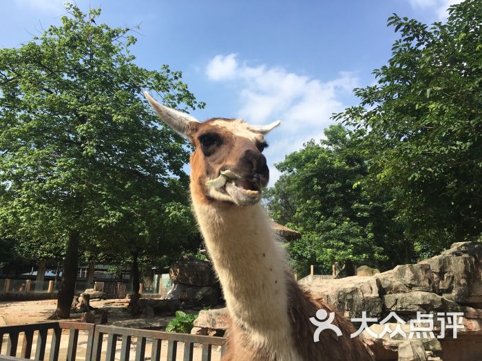 廣州動物園圖片 - 第1870張