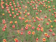 -长春公园(普阳街道)