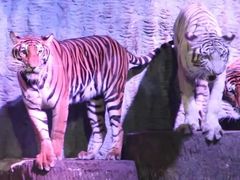 -清迈夜间动物园