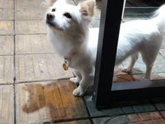 -溪岸路花鸟市场