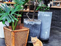 -北马山庄植趣咖啡
