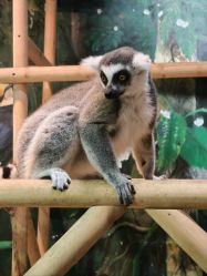 -Zoolung Zoolung动物主题公园(海信广场店)