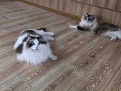 -白兔子密室(长寿路店)