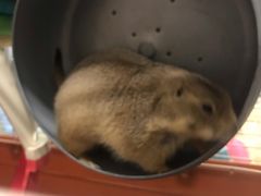 -钓仓鼠(洋桥北里小区店)