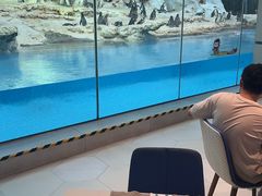 -帝企鹅自助餐厅•儿童岛•真企鹅(长隆企鹅酒店)