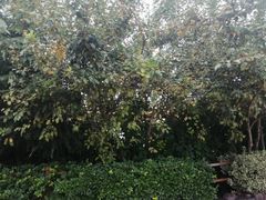 -郑州方特梦幻王国