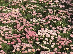 -花博汇(知音花月夜)