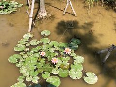 -九里湖国家湿地公园
