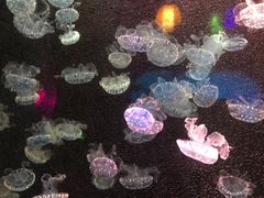 -太平洋海底世界