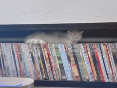 -猫色咖啡·猫咖