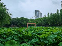 -陈家山荷花公园