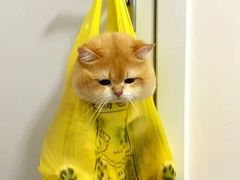 -Bastet sally猫舍购宠(静安店)