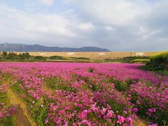 -光明小镇欢乐田园