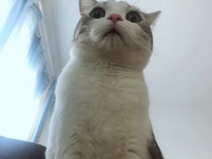 -喜多萌中农锦绣动物医院24H·猫科·牙科MRI·CT