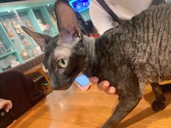 -猫小院猫主题餐厅(三里屯店)