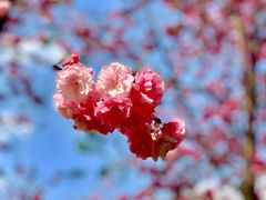 -怡得观滇餐厅·地道昆明菜·1996(海埂大坝店)