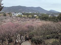 -香雪海