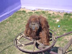 -西霞口神雕山野生动物世界