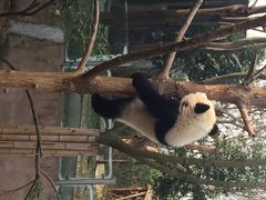 iphone_upload_pic-成都大熊猫繁育研究基地