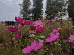 -春花秋色城市公园