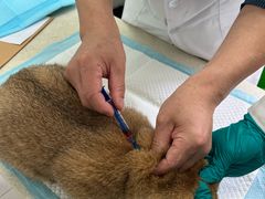 -上海市农业科学院动物（宠物）医院
