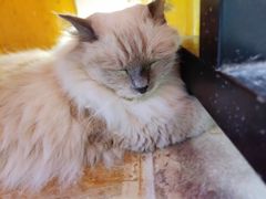 -猫咪博物馆(顶澳仔猫街店)
