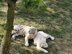 -西霞口神雕山野生动物世界