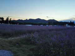 -北京东方普罗旺斯薰衣草庄园