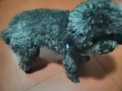 -汪喵宠物医院·骨科心脏影像·犬猫急重症ICU诊疗中心(成华分院)