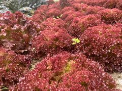 -中国天府农业博览园