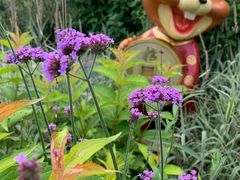 -合肥滨湖国家森林公园